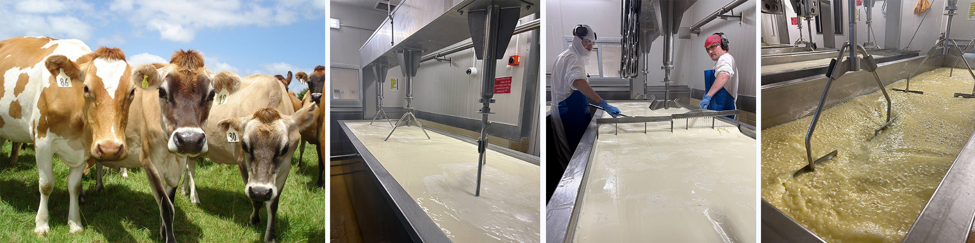 Collage of images showing different stages of cheese manufacturing process.