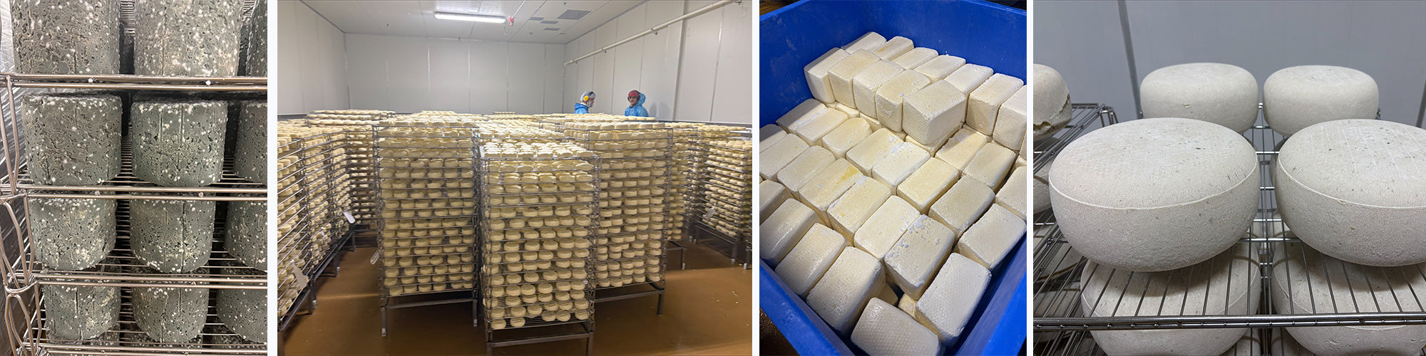 Collage of images showing different stages of cheese manufacturing process.